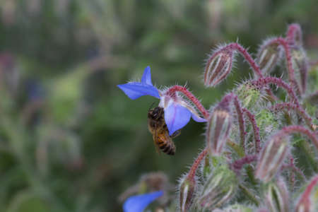 bee at work