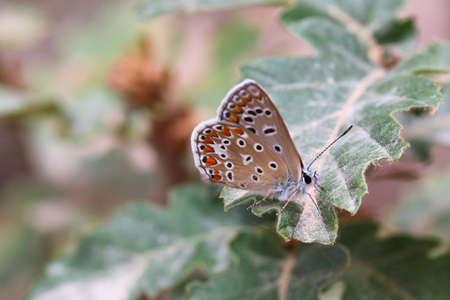 butterfly wildlifeの写真素材