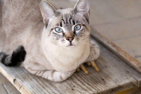 cat with drumsticksの写真素材