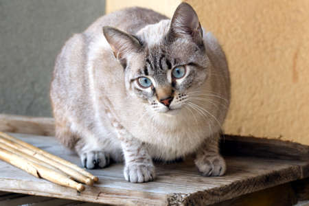 cat with drumsticksの写真素材