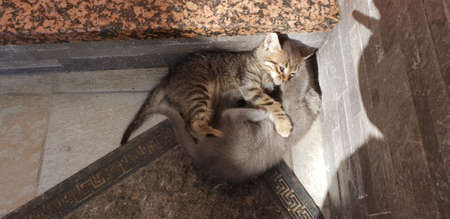 wild kittens playingの写真素材
