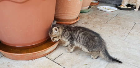 kitten drinks water from the plantの写真素材