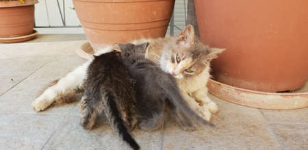 cat with her kittensの写真素材