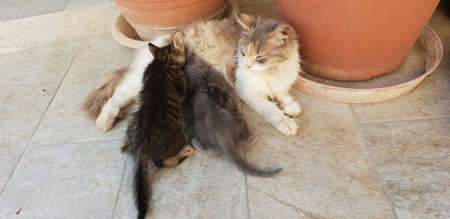 cat with her kittenの写真素材