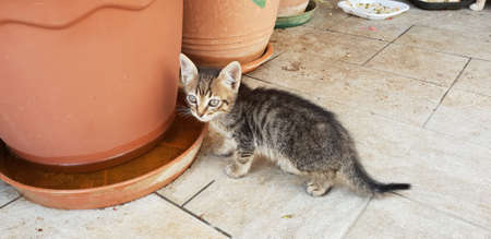 kitten drinks water from the plantの写真素材