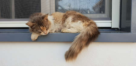 wild cat sleepingの写真素材