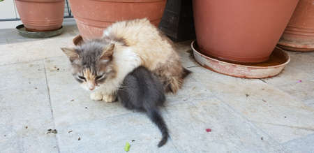 cat with her kittenの写真素材