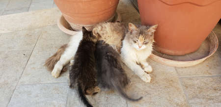 cat with her kittensの写真素材
