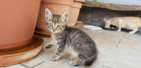 wild kitten portraitの写真素材