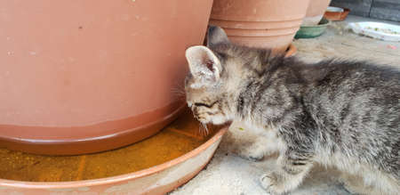 kitten drinks water from the plantの写真素材