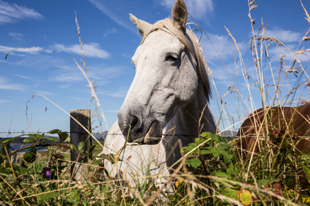 Irish Horseの写真素材