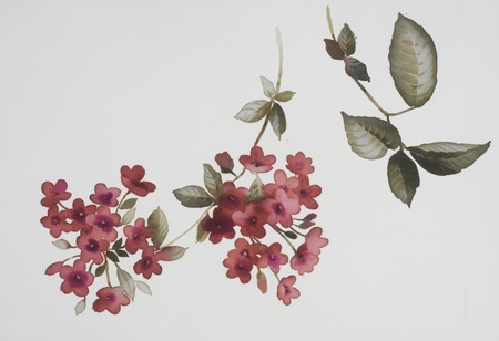 Color illustration of flowers in watercolor paintings