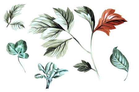 Color illustration of flowers in watercolor paintingsの写真素材