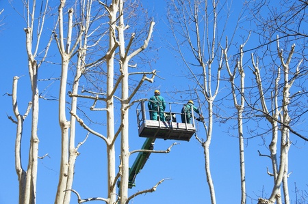 men pruning with a chainsawのeditorial素材