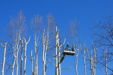 men pruning with a chainsawのeditorial素材