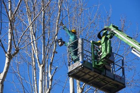 men pruning with a chainsawのeditorial素材