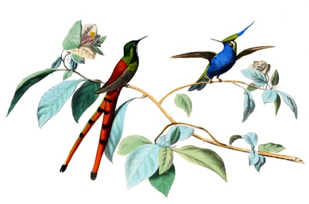 colored bird in withe backgroundの写真素材