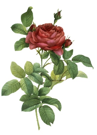 flower illustrationの写真素材