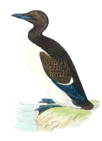 bird old illustration の写真素材