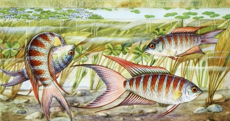 fish illustrationの写真素材