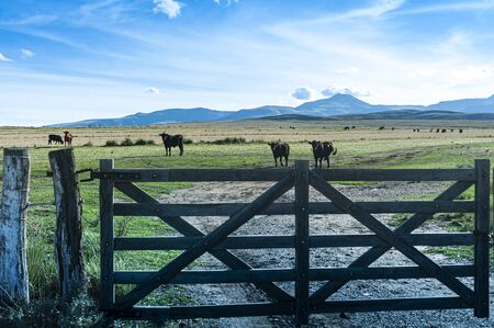 gate in the field behind the cows and the mountains