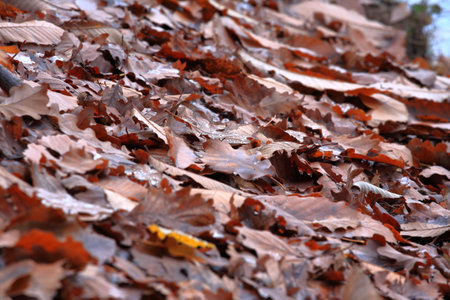 Moist soil covered with autumn leavesの写真素材