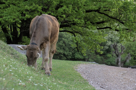 Free full body alpine gray cow in the meadow eating grassの写真素材