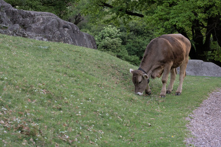 Free full body alpine gray cow in the meadow eating grassの写真素材