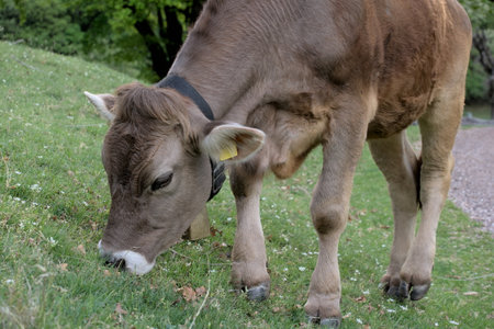 Free full body alpine gray cow in the meadow eating grassの写真素材