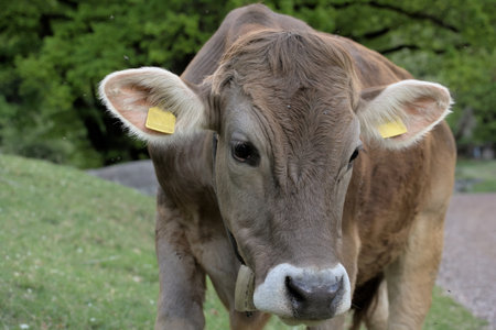 Free full body alpine gray cow in the meadow eating grassの写真素材