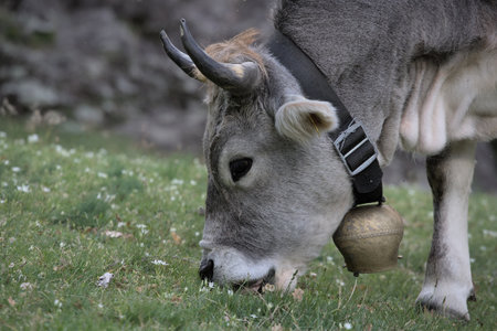 Free full body alpine gray cow in the meadow eating grassの写真素材