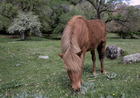 Close up on Haflinger horse head free in the meadowの写真素材