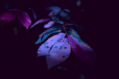 colorful leaves in the dark with filter effect retro vintage style soft focusの写真素材