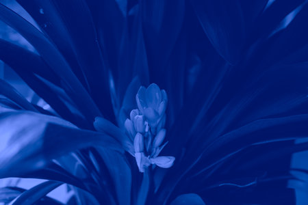 Close up of tropical plant in blue tone. Abstract nature background.の写真素材