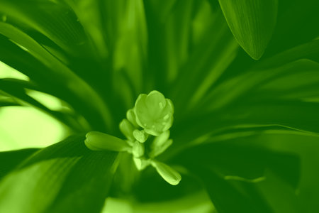 Close up of green lily flower in the garden, Thailand.の写真素材