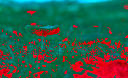 Red poppies on the green field. Red poppy flowers.の写真素材