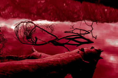 Tree branch on a lake shore with reflection in water, tonedの写真素材