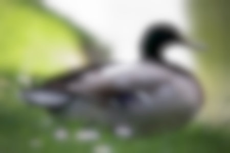 blurred background of a duck in a park, defocused backgroundの写真素材
