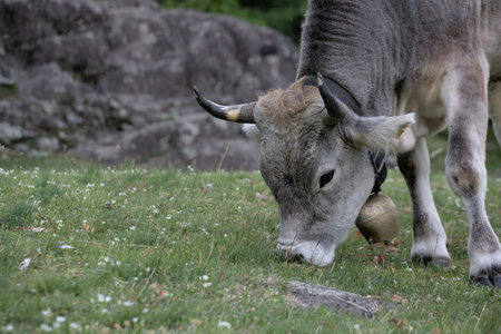 Cows in a meadow eating a ball from a cow's headの写真素材