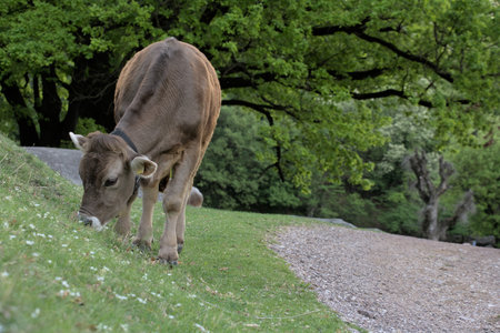 Cow grazing in a meadow with trees in the background, UKの写真素材