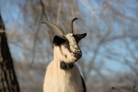 Portrait of a goat with horns on a background of blue skyの写真素材