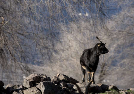 A black dog stands on a rock in the middle of the forest.の写真素材