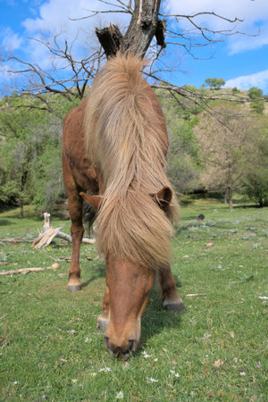 Horse grazing in the meadow with a tree in the backgroundの写真素材