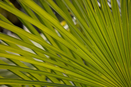 Palm leaf close-up. Nature background. Selective focus.の写真素材