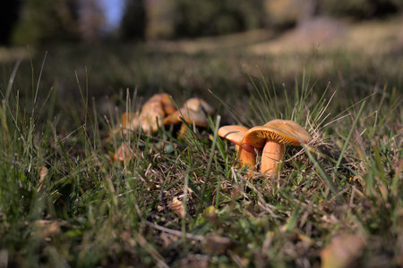 Mushrooms growing in the grass in the forest. Selective focus.の写真素材