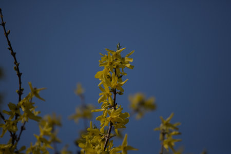 Yellow forsythia flowers on a blue sky background. Spring.の写真素材