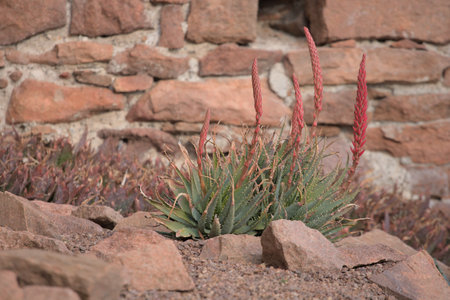 Aloe vera plant with red flowers in the garden, Spainの写真素材
