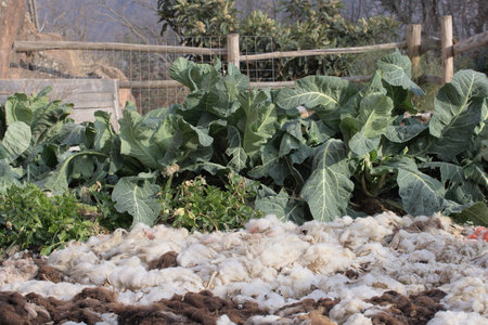 Cultivation of cauliflowers in the vegetable garden.の写真素材