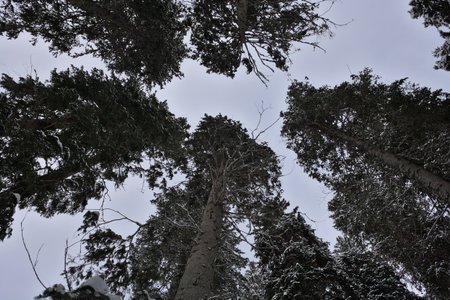 Trees covered with snow in the winter forest. View from below.の写真素材