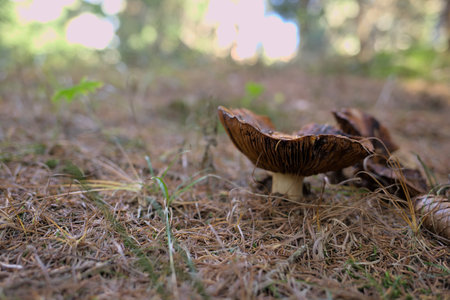 Mushrooms in the autumn forest. Selective focus with shallow depth of field.の写真素材